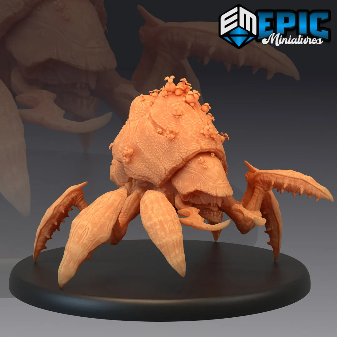 Spore Beetle